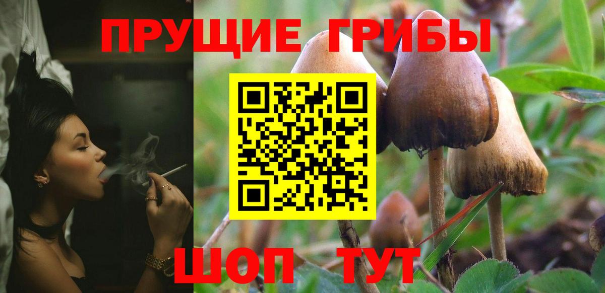 Псилоцибиновые грибы Psilocybe Евпатория